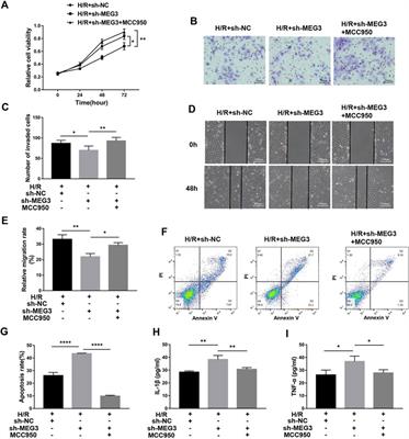 Long noncoding RNA maternally expressed gene 3 improves trophoblast dysfunction and inflammation in preeclampsia through the Wnt/β-Catenin/nod-like receptor pyrin domain-containing 3 axis